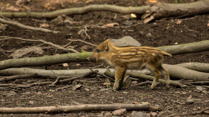 Wildschwein