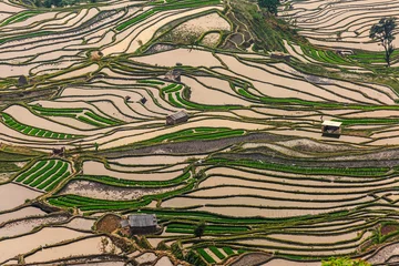 Foto auf Leinwand Reisterrassen-Feld © applechu