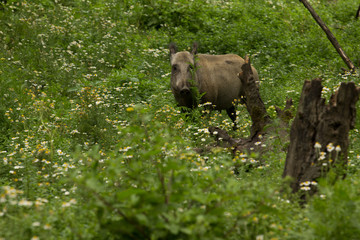 Wildschwein