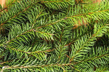 Fresh green spruce twigs detailed closeup background useful as c
