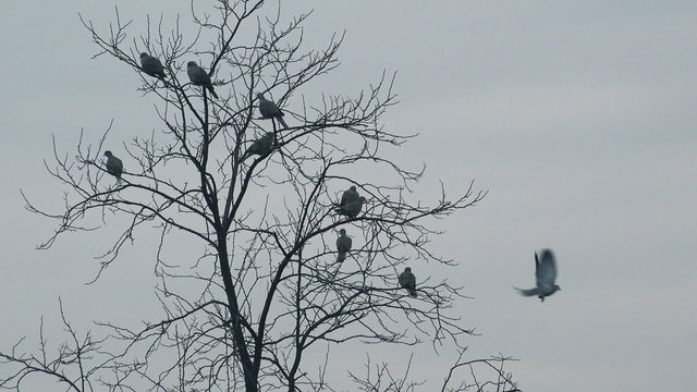 Flock of frightened birds flying away from bare treetop, pigeons and doves on tree branches scared by