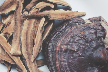 Ganoderma lucidum - Ling zhi mushroom.