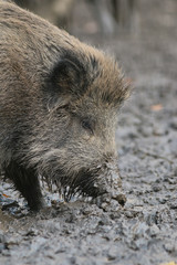 Wildschwein