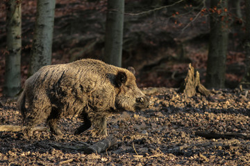 Wildschwein