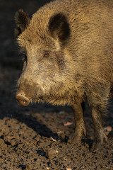 Wildschwein