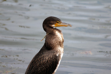 Kormoran 
