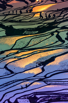 Terraced rice field