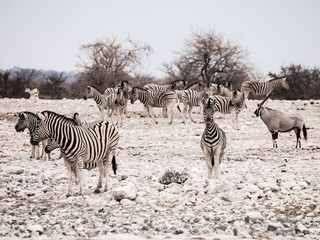 Herd of zebras