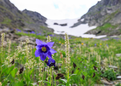 Fototapeta flower in the mountains