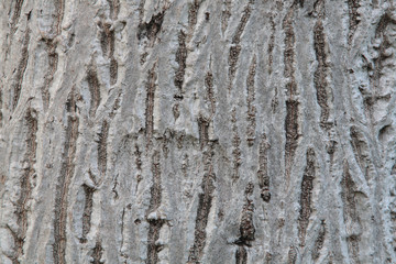 Obraz premium tree bark texture