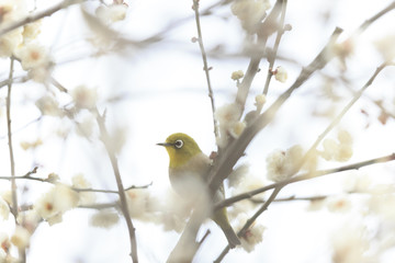 Naklejka premium 白梅とメジロ