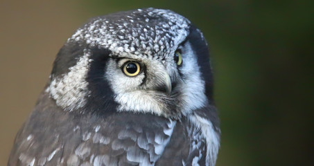 Close-up view of a Northern hawk-owl (Surnia ulula)