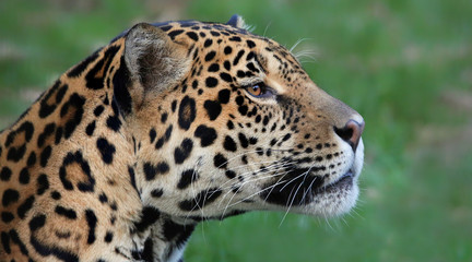 Fototapeta premium Portrait view of a male Jaguar (Panthera onca) 