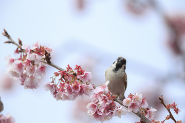 スズメと寒桜　その１