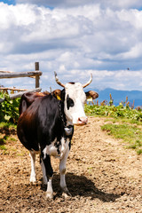 Cow on high mountain Carpatian meadow