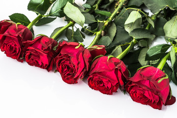 Red roses on white background. Flowers background with copy-space.