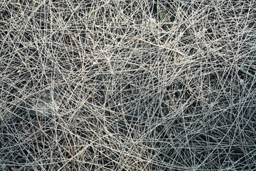 dried pine leaves needles pattern background texture