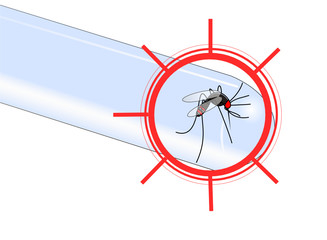 Naklejka na ściany i meble Virus transmis par le moustique
