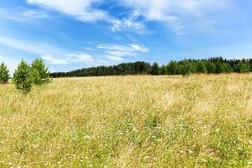 Fototapeta premium Green meadow blue sky with clouds and edge of forest