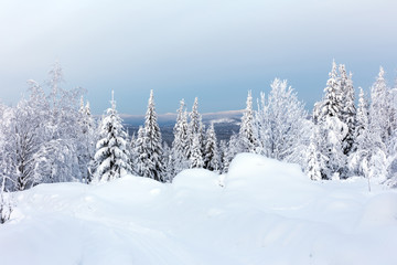 Winter forest against mountains