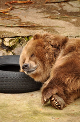 Bear sleeping on the wheel