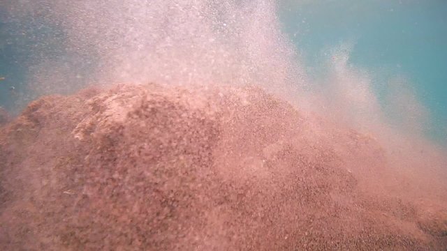 octopus cleans his cave on the sand after the storm, Indian Ocean, Hikkaduwa, Sri Lanka, South Asia 
