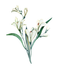 Crocosmia Flowers