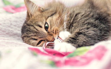 Portrait of a playful cat on the bed