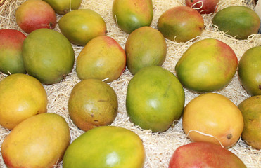 Fototapeta na wymiar mangues