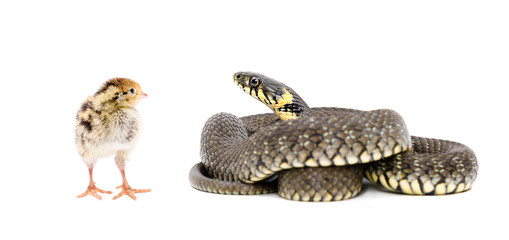Snake and chicken quail