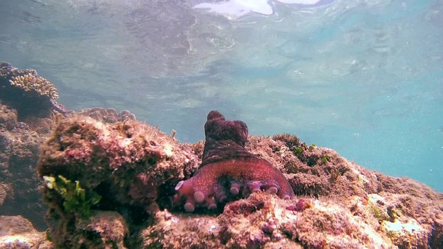 Cyane's octopus (Octopus cyanea) sits on top of the stone next to his new (bottom view), Indian Ocean, Hikkaduwa, Sri Lanka, South Asia 
