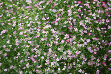 colorful gypsophila flower,shallow dof.
