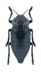 Beetle metallic wood borer Capnodis cariosa iranica