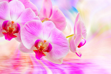 Orchid flower close up