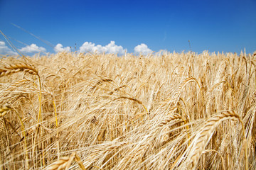 Fototapeta na wymiar Field of wheat on hot summer day