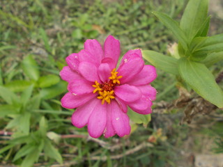 Fototapeta premium Pink Wedelia in Thailand,Pink flower. 