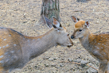 Mother deer (roe) with cub fawn