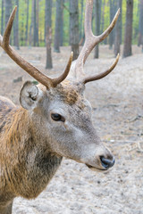 Naklejka na ściany i meble Head of a large deer with horns, who walks in a woods