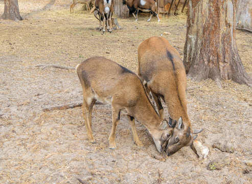 Two red wild goats butt