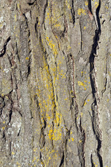 Old tree bark with moss.