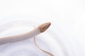 fish on white background - young specimen of european eel