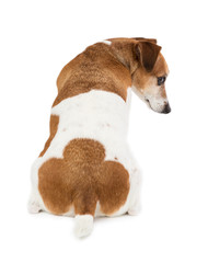 back of the dog pet pup. Unique interesting spots in the shape of a clover on the tail. White background
