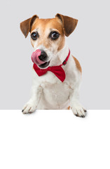 Elegant dog licking wants a delicious meal treat. Appetizing food. Peeking out from over an empty white banner