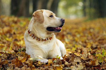 Friendly labrador retriever during dogs training sitting and looking . Autumn time and park scene