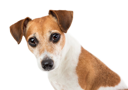 Closeup Portrait of a beautiful dog Jack Russell terrier with an attentive expressive look mesmerizing looking at the camera