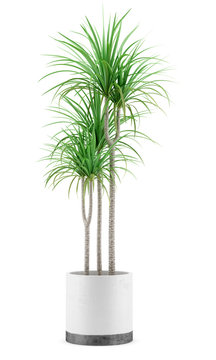 potted dracena palnt isolated on white background