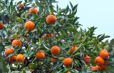 Mandarin tree with orange fruits.