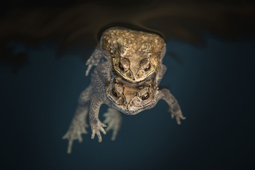 Mating toads in the water