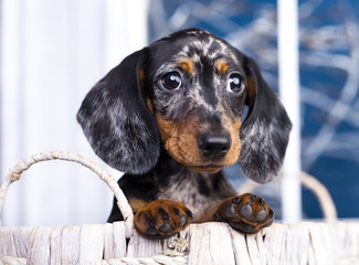 Marble Colored Puppy dachshund