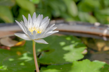 White lotus in pond blur background